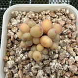 Pachyphytum Apple (Small) 苹果美人 (小）-- JCC Succulent Plants