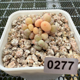 Pachyphytum Apple (Small) 苹果美人 (小）-- JCC Succulent Plants