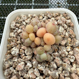 Pachyphytum Apple (Small) 苹果美人 (小）-- JCC Succulent Plants