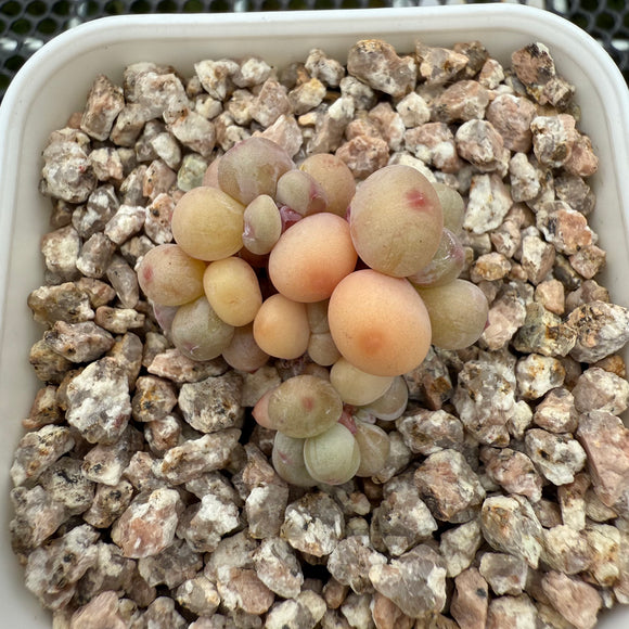 Pachyphytum Apple (Small) 苹果美人 (小）-- JCC Succulent Plants