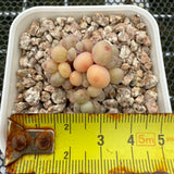 Pachyphytum Apple (Small) 苹果美人 (小）-- JCC Succulent Plants