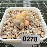 Pachyphytum Apple (Small) 苹果美人 (小）-- JCC Succulent Plants