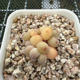 Pachyphytum Apple (Small) 苹果美人 (小）-- JCC Succulent Plants