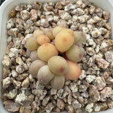 Pachyphytum Apple (Small) 苹果美人 (小）-- JCC Succulent Plants