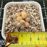 Pachyphytum Apple (Small) 苹果美人 (小）-- JCC Succulent Plants