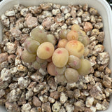 Pachyphytum Apple (Small) 苹果美人 (小）-- JCC Succulent Plants