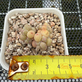 Pachyphytum Apple (Small) 苹果美人 (小）-- JCC Succulent Plants