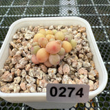 Pachyphytum Apple (Small) 苹果美人 (小）-- JCC Succulent Plants