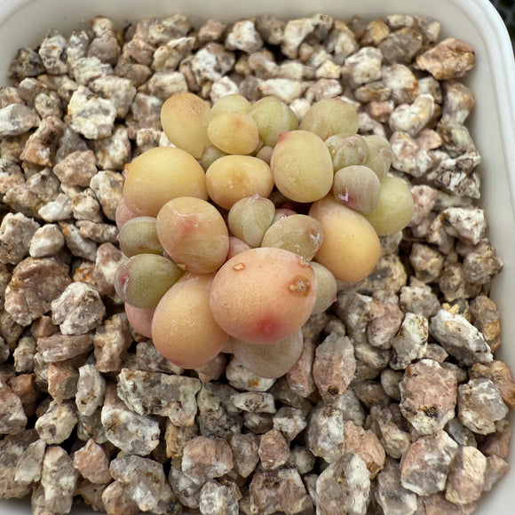 Pachyphytum Apple (Small) 苹果美人 (小）-- JCC Succulent Plants