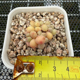 Pachyphytum Apple (Small) 苹果美人 (小）-- JCC Succulent Plants