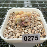 Pachyphytum Apple (Small) 苹果美人 (小）-- JCC Succulent Plants