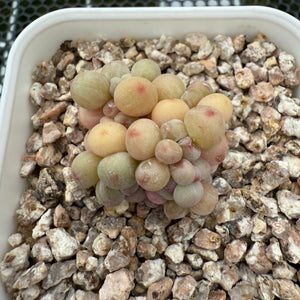 Pachyphytum Apple (Small) 苹果美人 (小）-- JCC Succulent Plants