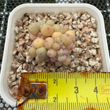 Pachyphytum Apple (Small) 苹果美人 (小）-- JCC Succulent Plants