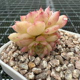 Echeveria 'Ice Queen' 冰女王 -- JCC Succulent Plants