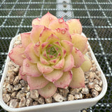 Echeveria 'Ice Queen' 冰女王 -- JCC Succulent Plants