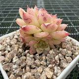 Echeveria 'Ice Queen' 冰女王 -- JCC Succulent Plants