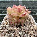 Echeveria 'Ice Queen' 冰女王 -- JCC Succulent Plants