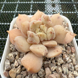 Echeveria 'Super Milky' 超奶 -- JCC Succulent Plants