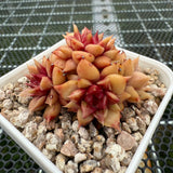 Echeveria 'Pipi Shrimp' 皮皮虾 -- JCC Succulent Plants