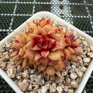 Echeveria 'Pipi Shrimp' 皮皮虾 -- JCC Succulent Plants