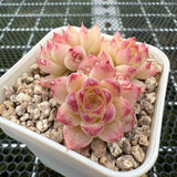 Echeveria 'Strawberry Rose' 草莓玫瑰 -- JCC Succulent Plants