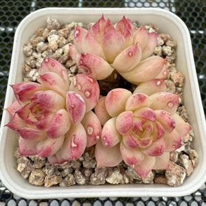 Echeveria 'Strawberry Rose' 草莓玫瑰 -- JCC Succulent Plants