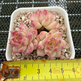 Echeveria 'Strawberry Rose' 草莓玫瑰 -- JCC Succulent Plants