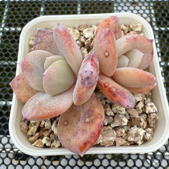 Echeveria Milk Tea 奶茶 -- JCC Succulent Plants