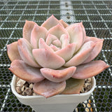 Echeveria 'Snow Tea' 雪茶 -- JCC Succulent Plants