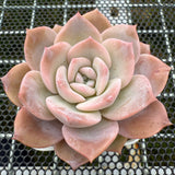 Echeveria 'Snow Tea' 雪茶 -- JCC Succulent Plants