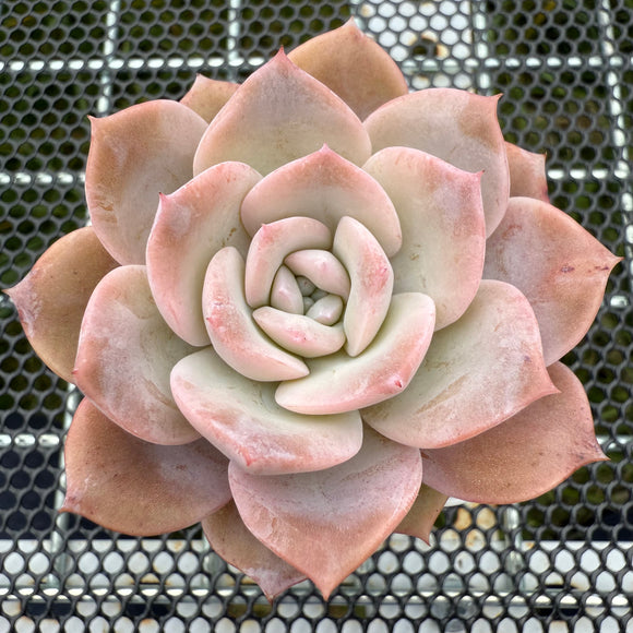 Echeveria 'Snow Tea' 雪茶 -- JCC Succulent Plants