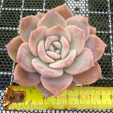 Echeveria 'Snow Tea' 雪茶 -- JCC Succulent Plants