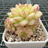 Echeveria 'Ice Queen' 冰女王 -- JCC Succulent Plants