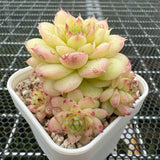 Echeveria 'Ice Queen' 冰女王 -- JCC Succulent Plants