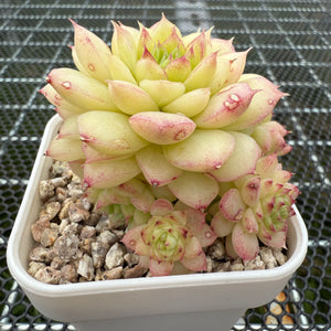 Echeveria 'Ice Queen' 冰女王 -- JCC Succulent Plants