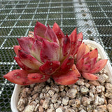 Echeveria 'Fire Soul' 火灵魂 -- JCC Succulent Plants