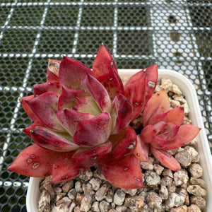 Echeveria 'Fire Soul' 火灵魂 -- JCC Succulent Plants