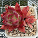 Echeveria 'Fire Soul' 火灵魂 -- JCC Succulent Plants