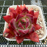 Echeveria 'Fire Soul' 火灵魂 -- JCC Succulent Plants