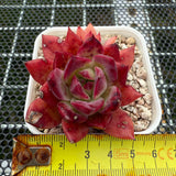 Echeveria 'Fire Soul' 火灵魂 -- JCC Succulent Plants