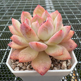 Echeveria 'Strawberry Almond' 草莓杏仁 -- JCC Succulent Plants