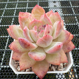 Echeveria 'Strawberry Almond' 草莓杏仁 -- JCC Succulent Plants