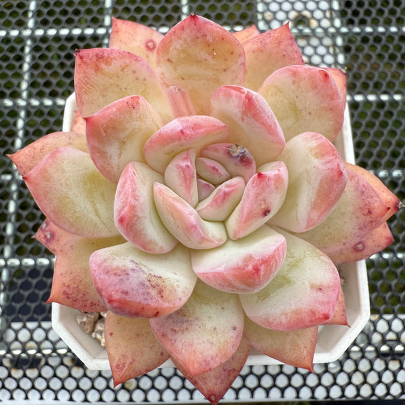 Echeveria 'Strawberry Almond' 草莓杏仁 -- JCC Succulent Plants