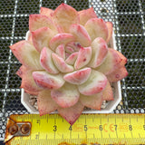 Echeveria 'Strawberry Almond' 草莓杏仁 -- JCC Succulent Plants