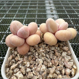 Pachyphytum Oviferum 'Cheese' 原始种奶酪 -- JCC Succulent Plants