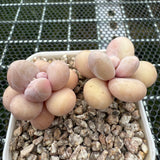 Pachyphytum Oviferum 'Cheese' 原始种奶酪 -- JCC Succulent Plants