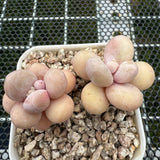 Pachyphytum Oviferum 'Cheese' 原始种奶酪 -- JCC Succulent Plants