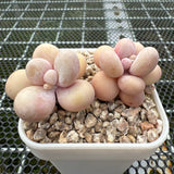 Pachyphytum Oviferum 'Cheese' 原始种奶酪 -- JCC Succulent Plants