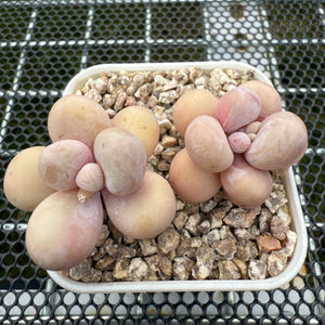 Pachyphytum Oviferum 'Cheese' 原始种奶酪 -- JCC Succulent Plants