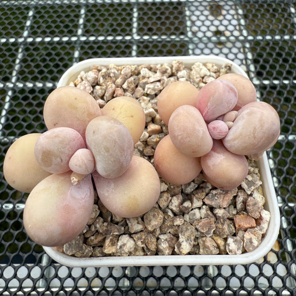 Pachyphytum Oviferum 'Cheese' 原始种奶酪 -- JCC Succulent Plants